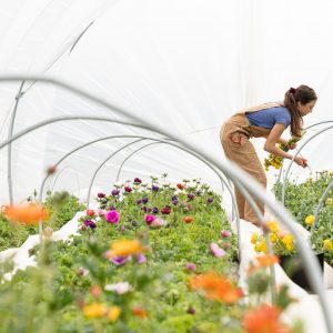 Home and Garden